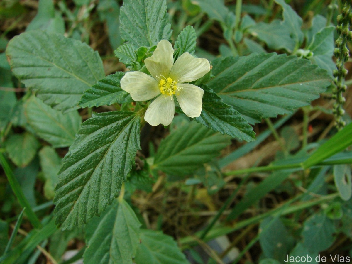 Malvastrum coromandelianum (L.) Garcke